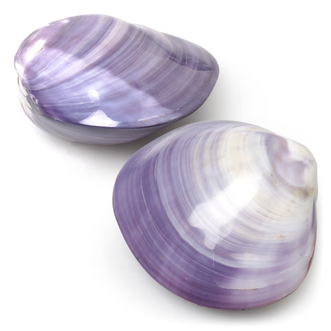 Polished Purple Clam Shell – Bella Interiors